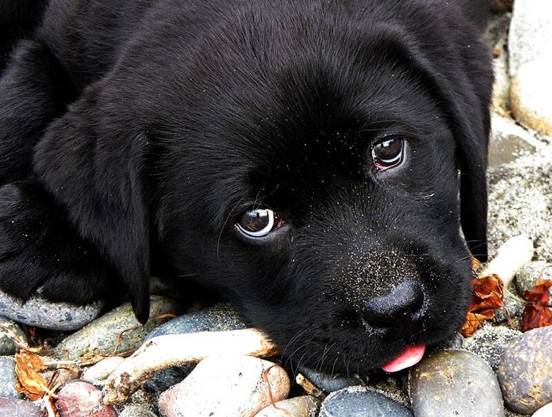 Black Lab Puppy — Calm, Photograph, Rocks