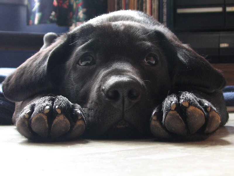 Black Lab Puppy — Calm, Photograph