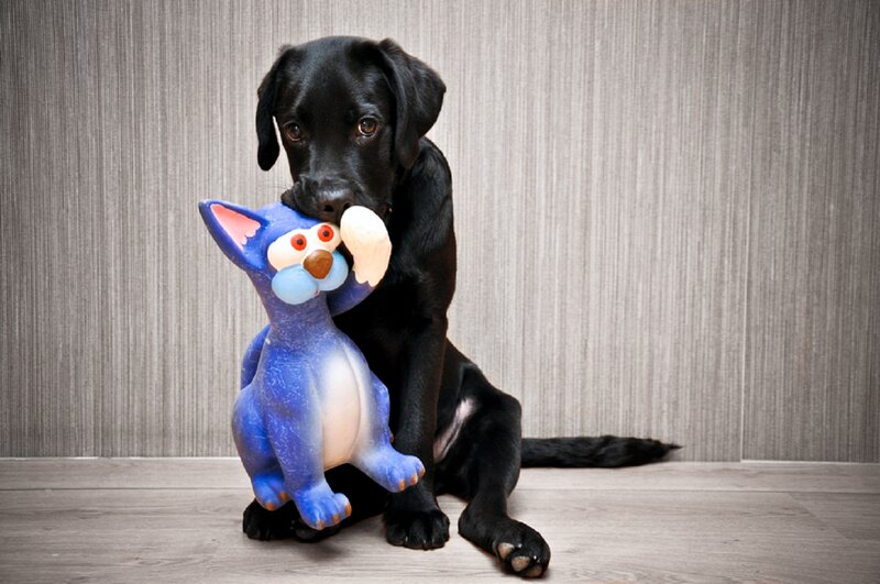 Black Lab Puppy — Calm, Photograph, Toy Cat