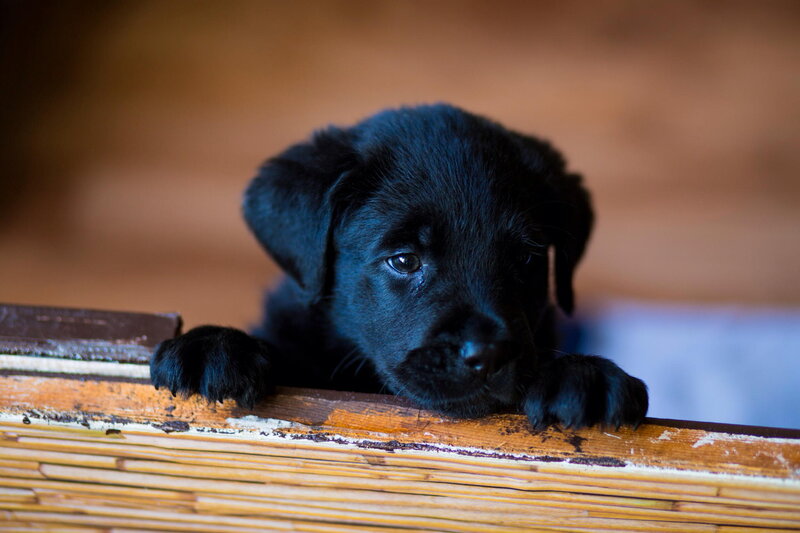 Black Lab Puppy — Calm, Photograph, Wooden Surface