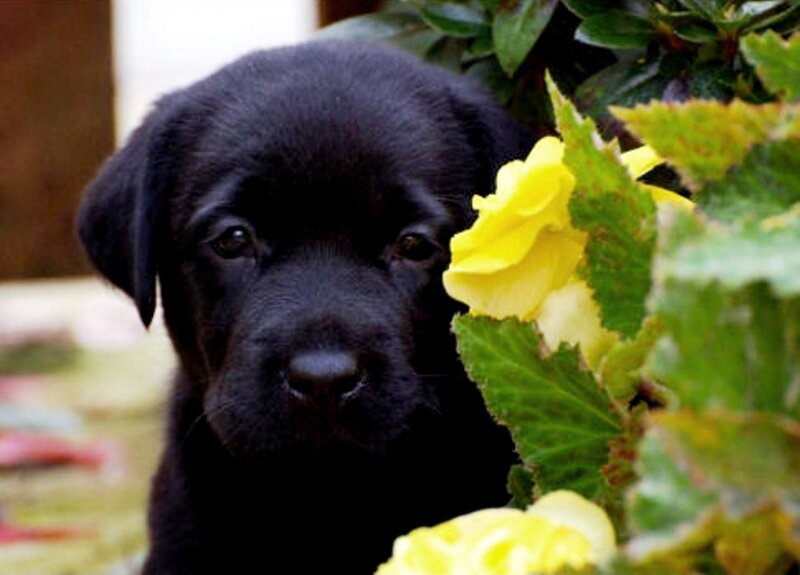 Black Lab Puppy — Calm, Photograph, Yellow Flower