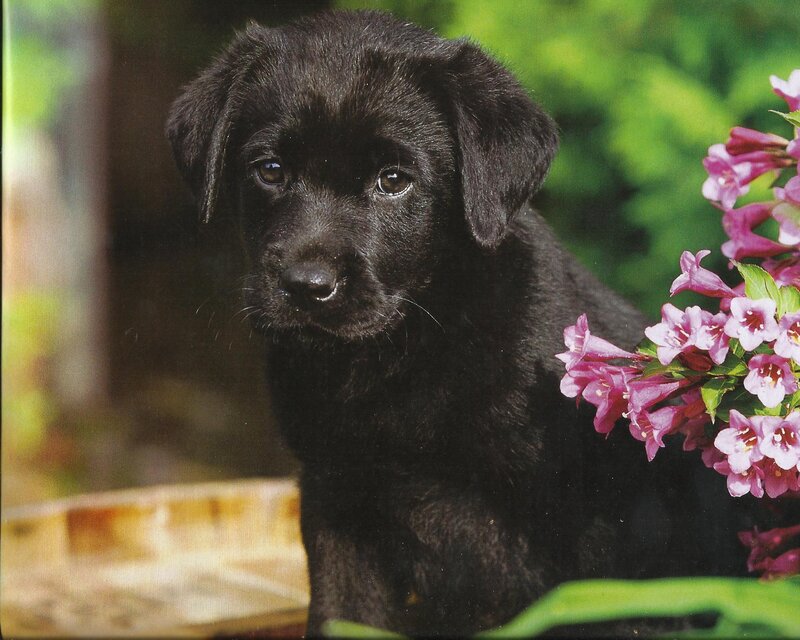 Black Lab Puppy — Calm, Spring
