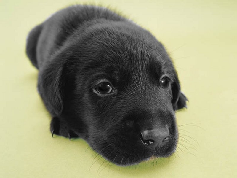 Black Lab Puppy — Calm