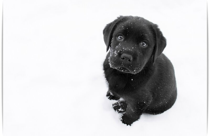 Black Lab Puppy — Calm, Winter, Photograph, Snow