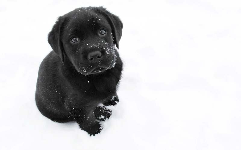 Black Lab Puppy — Calm, Winter, Photograph