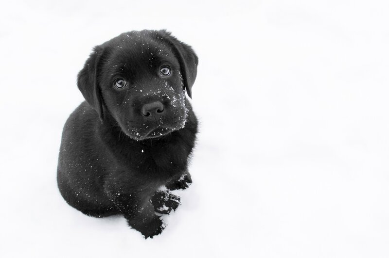 Black Lab Puppy — Calm, Winter