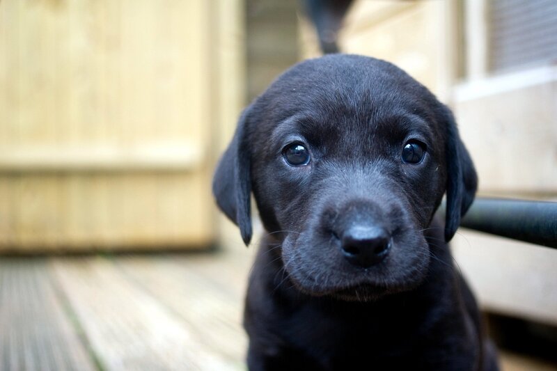 black lab puppy close-up