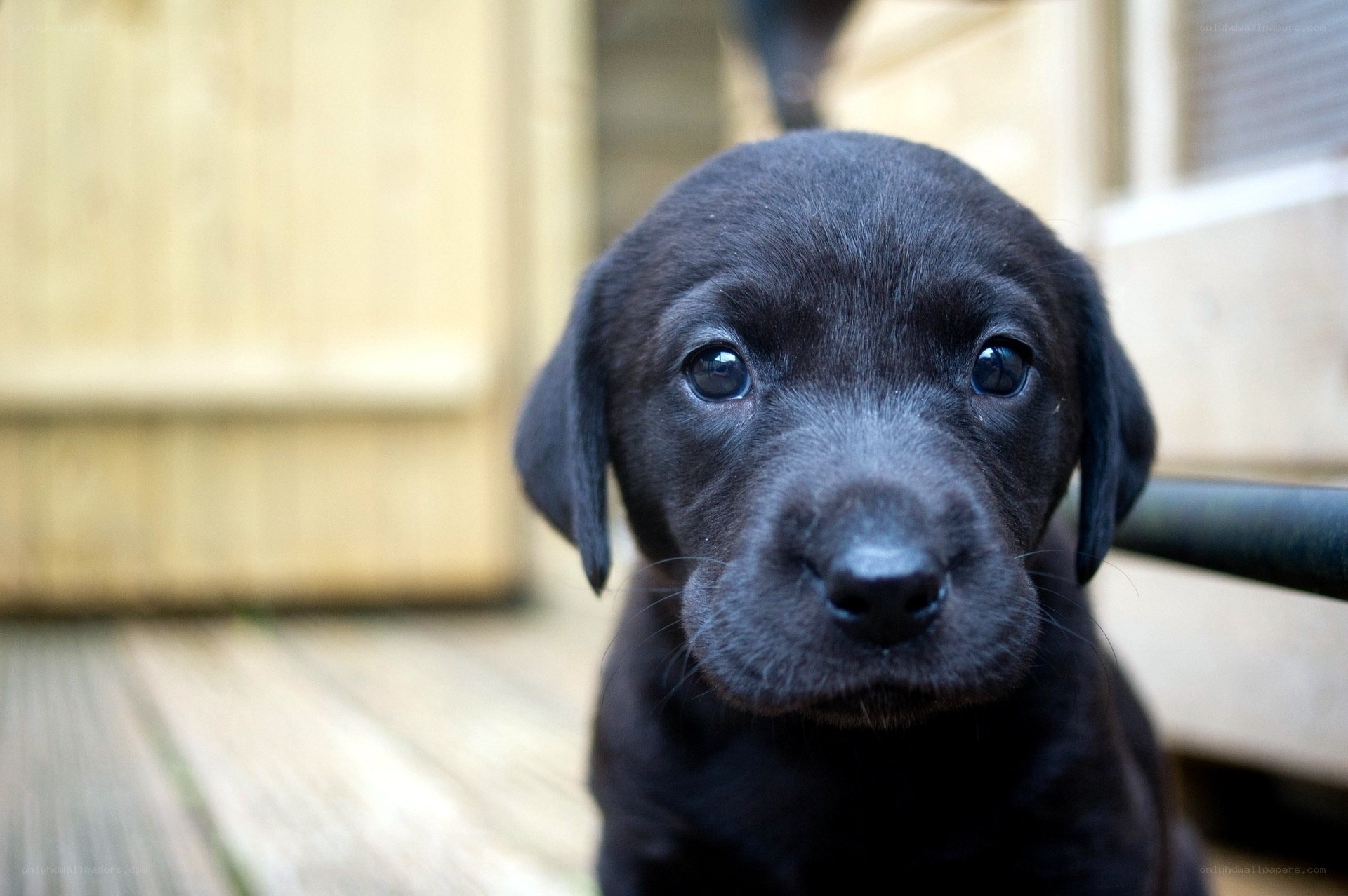 black lab puppy close-up