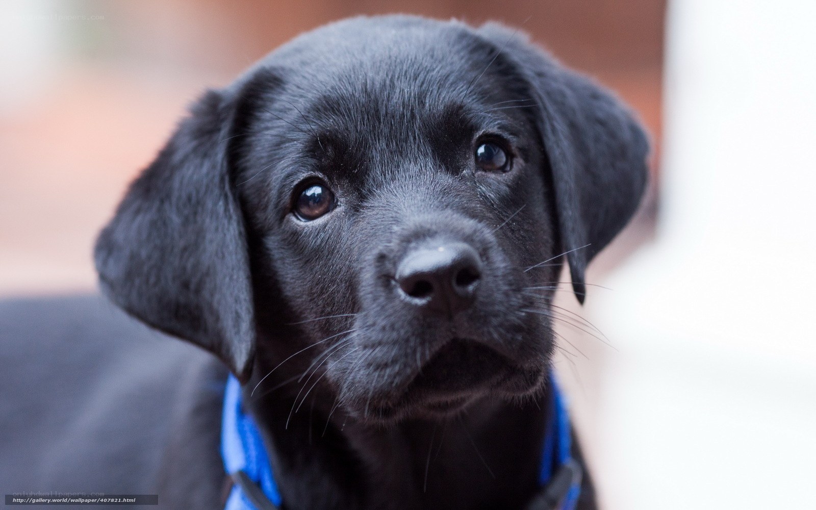 black lab puppy close-up