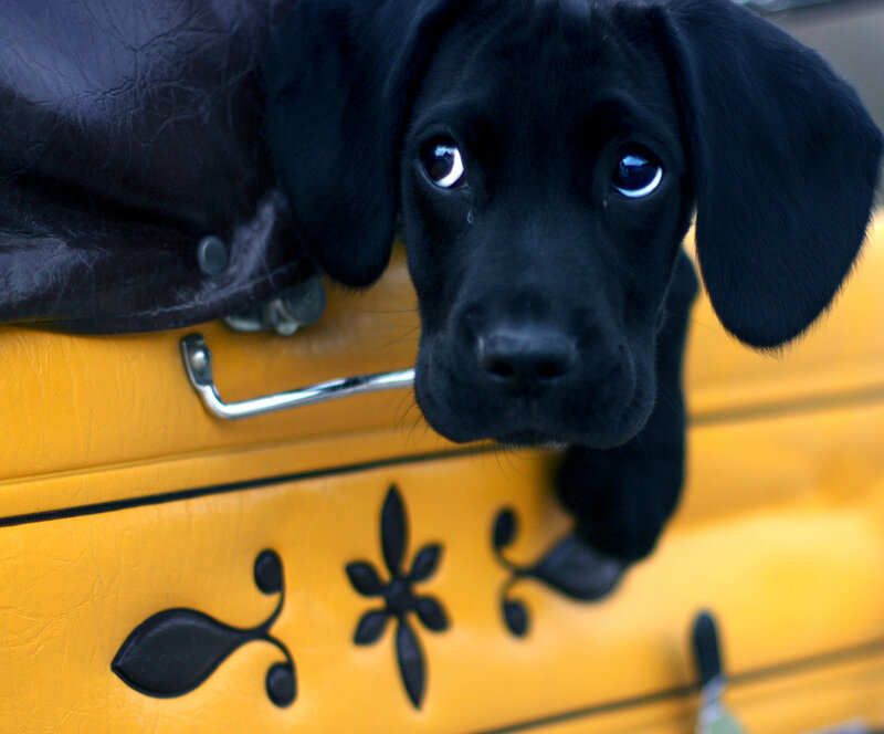 Black Lab Puppy — Curious