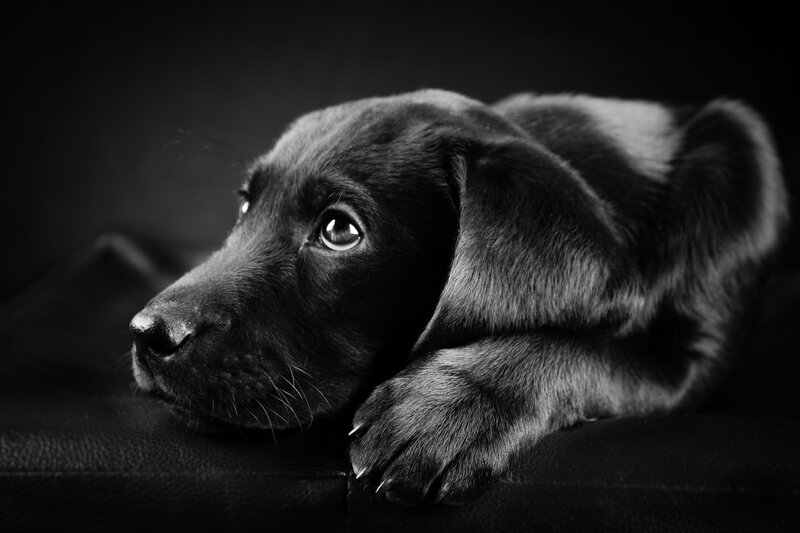 Black Lab Puppy — Dramatic