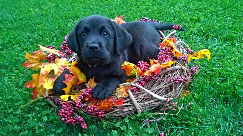 Black Lab Puppy — Green