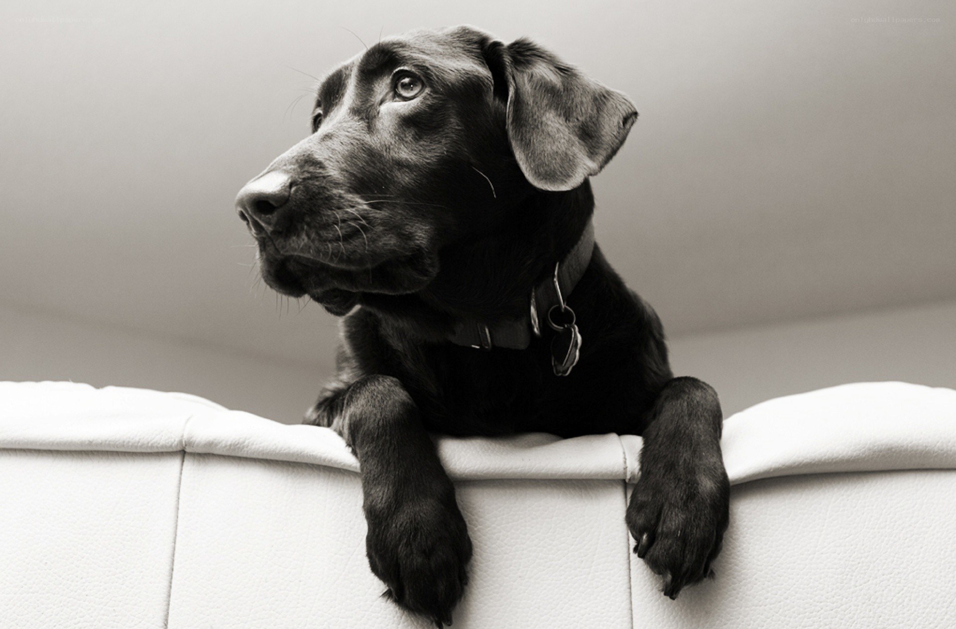 black lab puppy on couch