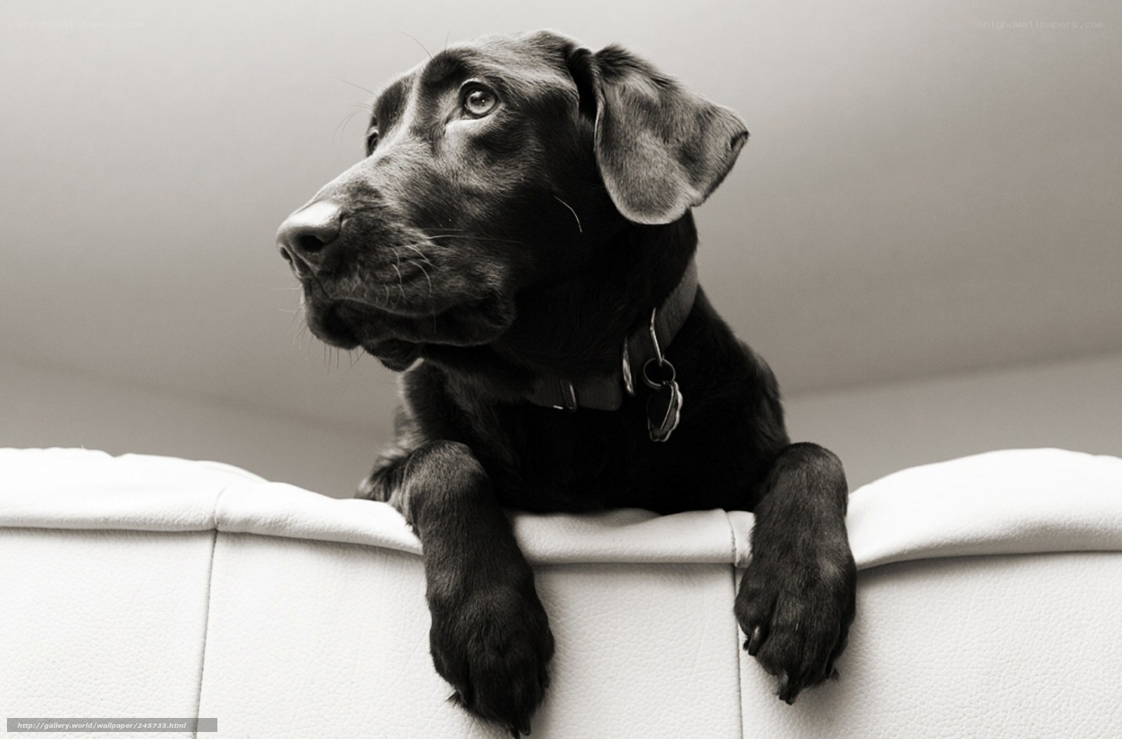 black lab puppy on couch