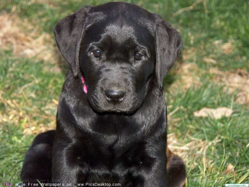 black lab puppy on grass
