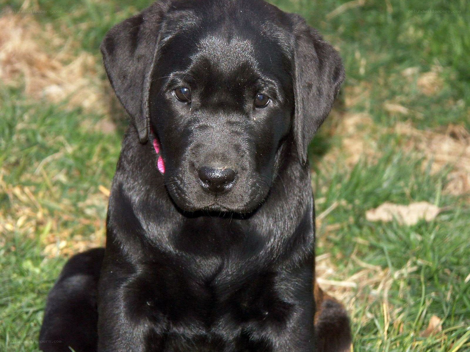 black lab puppy on grass