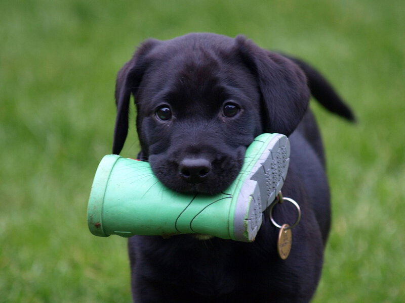 Black Lab Puppy — Playful