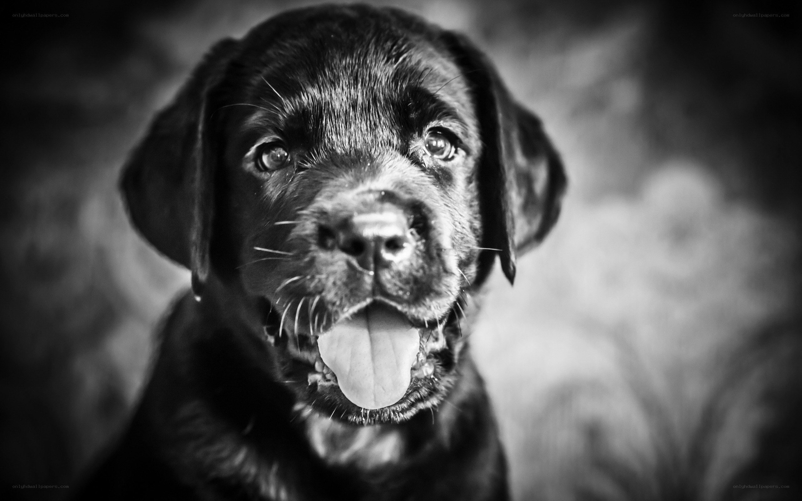 black lab puppy portrait