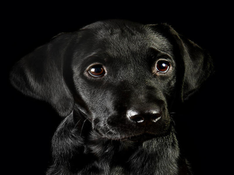 black lab puppy portrait