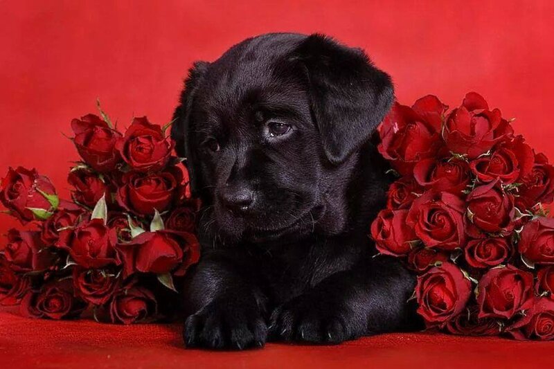 Black Lab Puppy — Red, Calm