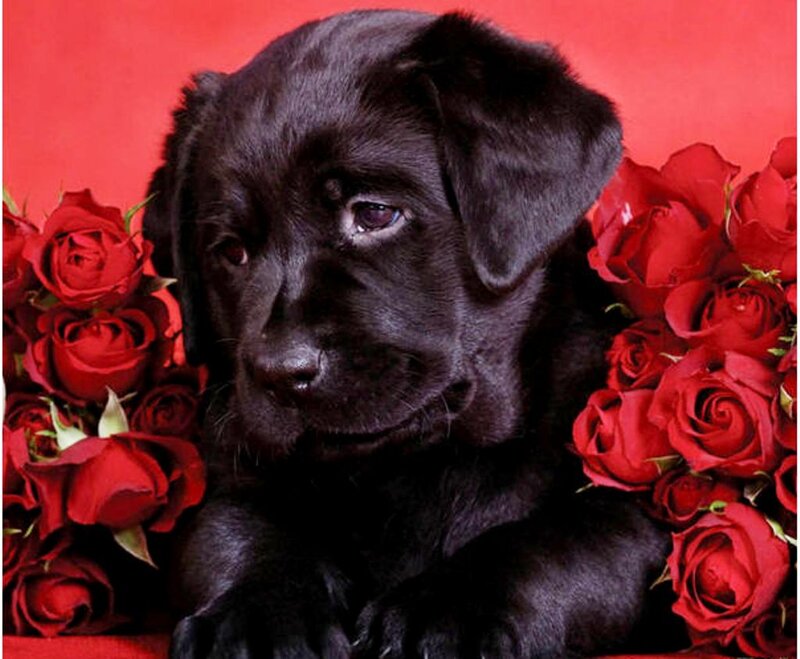 Black Lab Puppy — Red