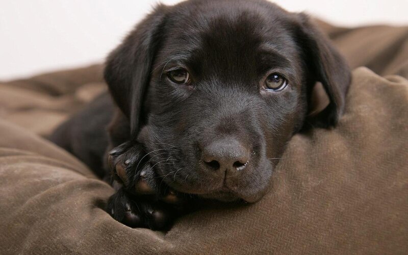 black lab puppy resting