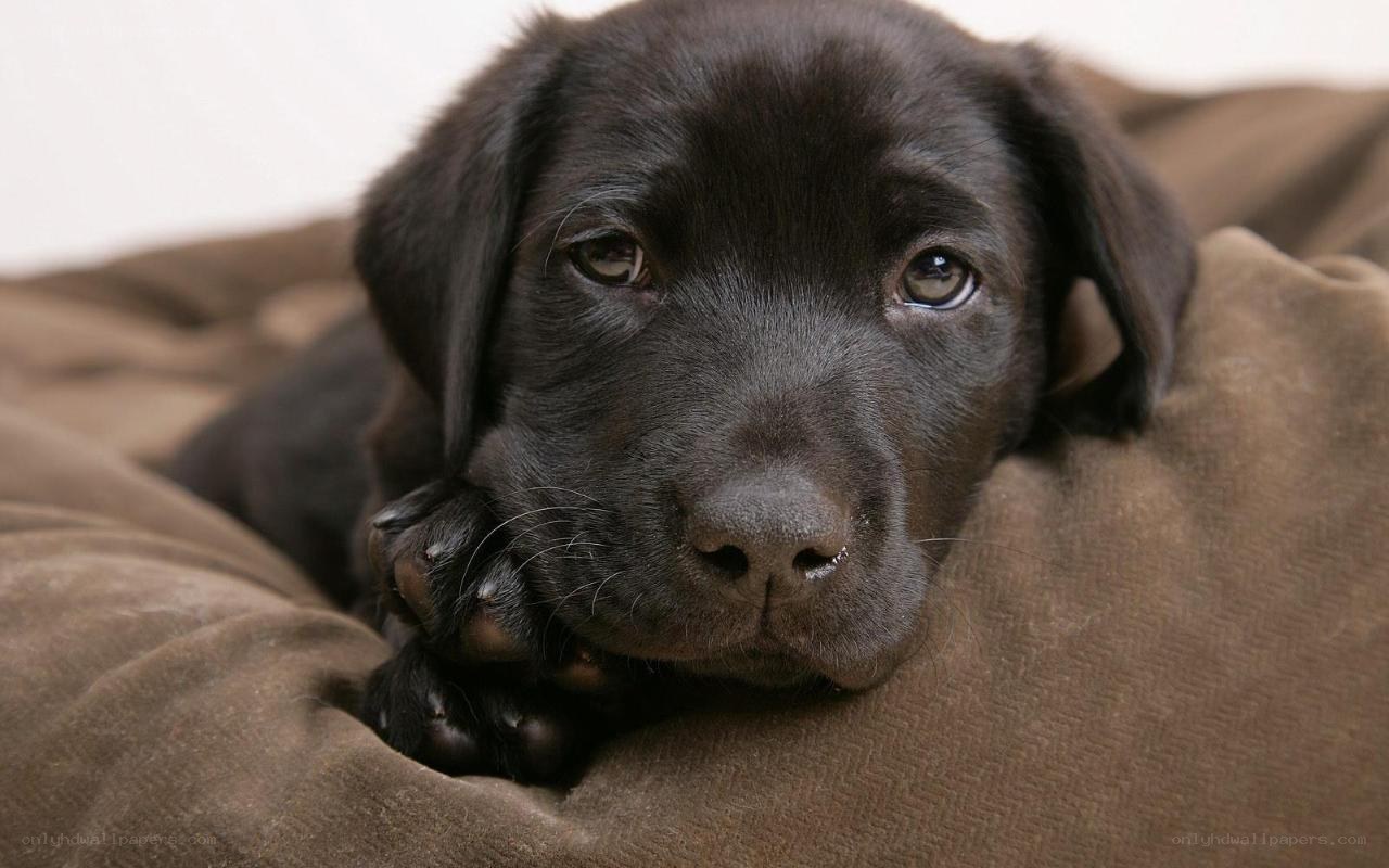 black lab puppy resting