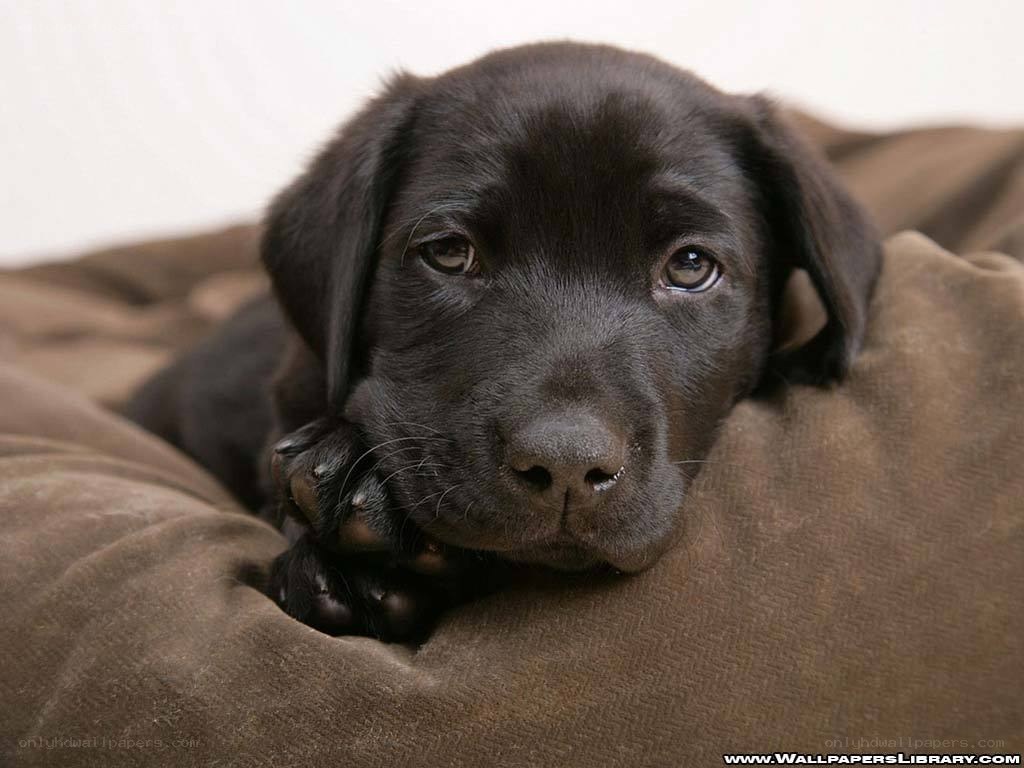 black lab puppy resting