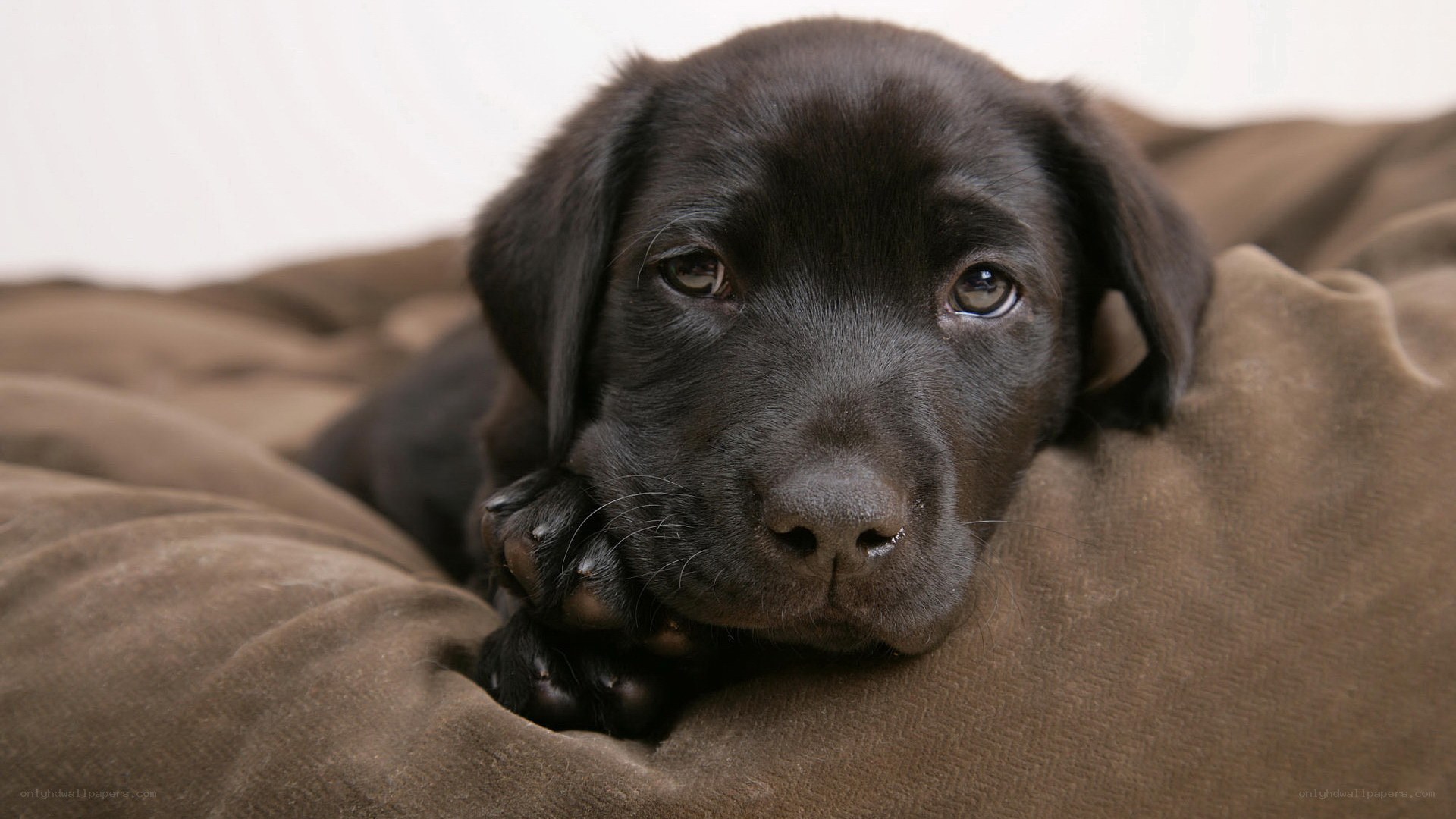 black lab puppy resting