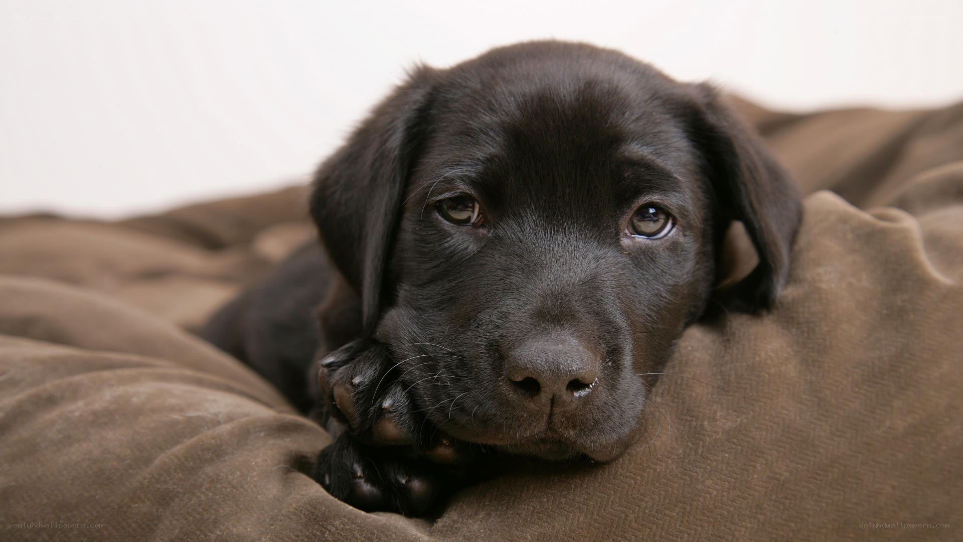 black lab puppy resting