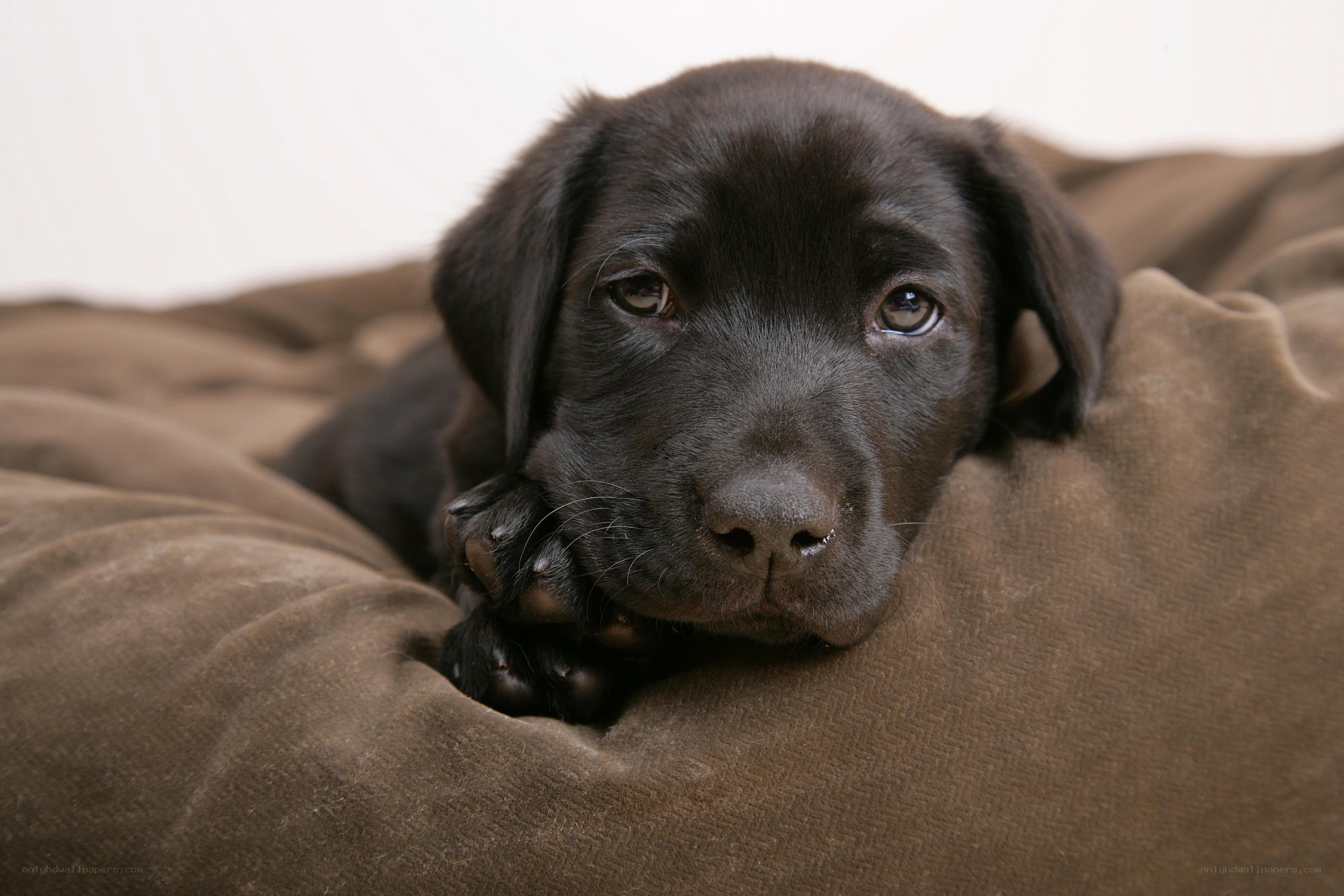 black lab puppy resting