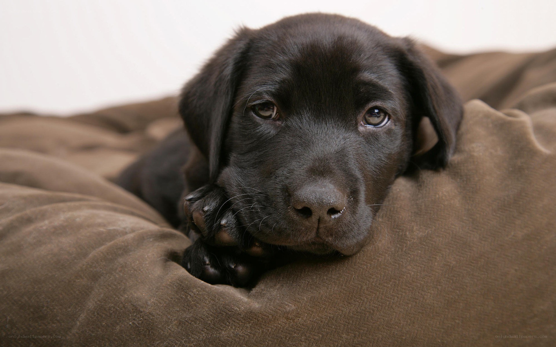 black lab puppy resting