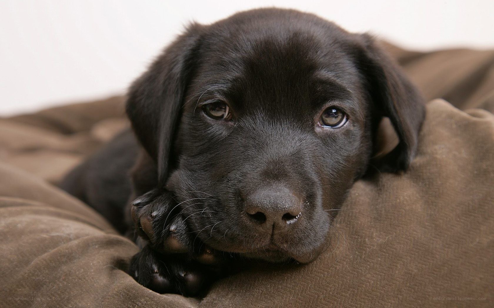 black lab puppy resting