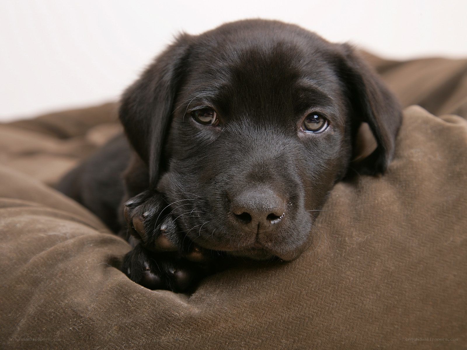 black lab puppy resting