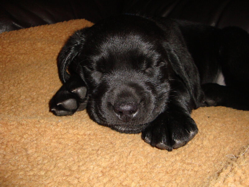 Black Lab Puppy Sleeping