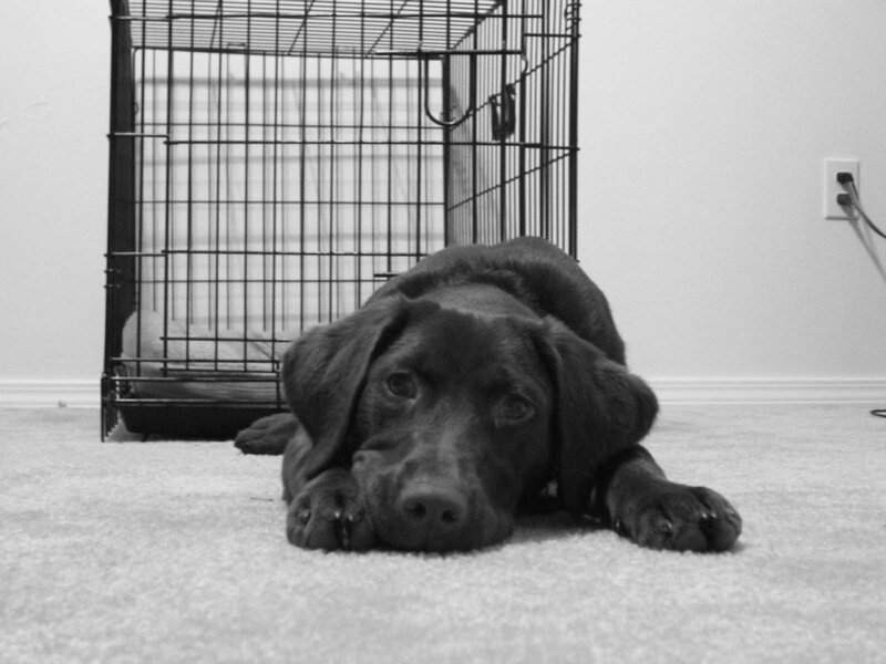Black Lab Puppy