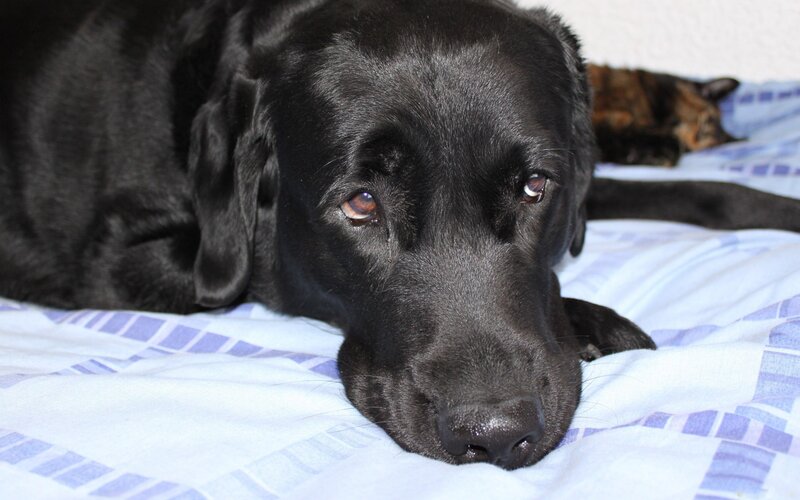 black lab resting on bed