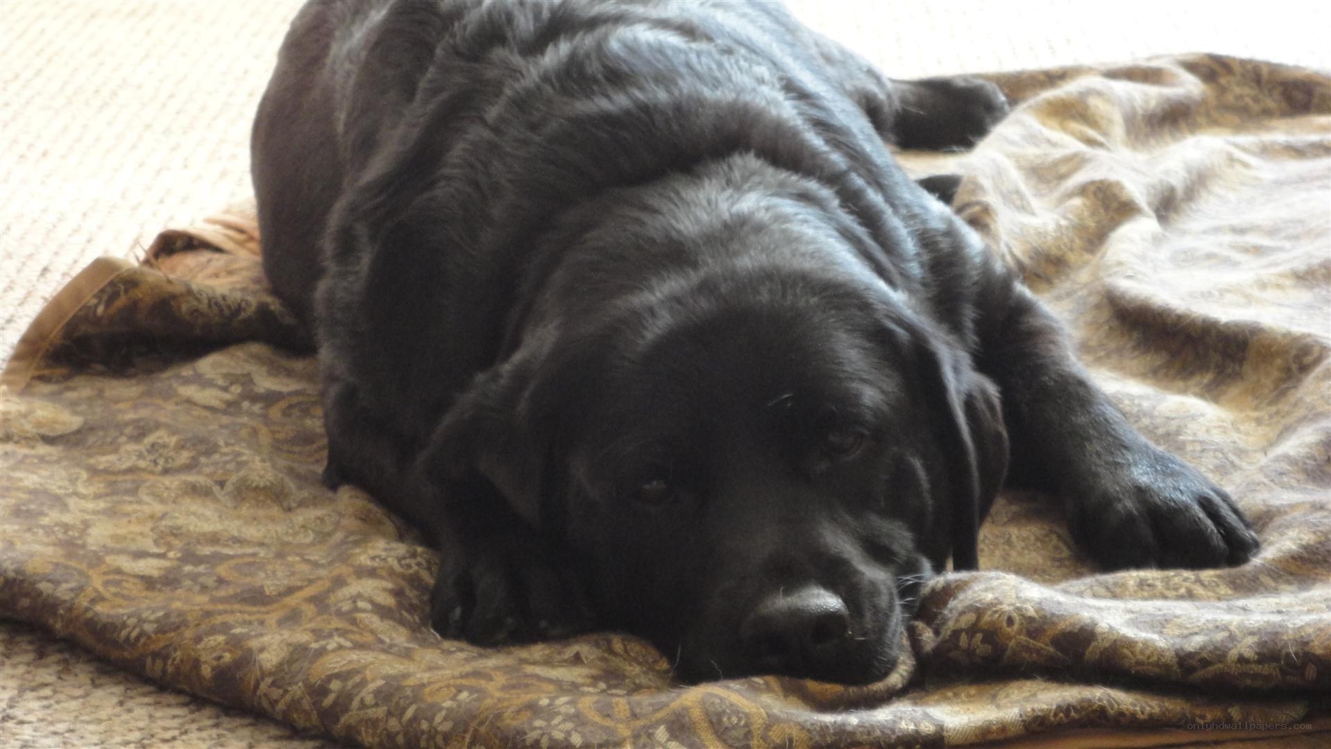 black lab resting on blanket