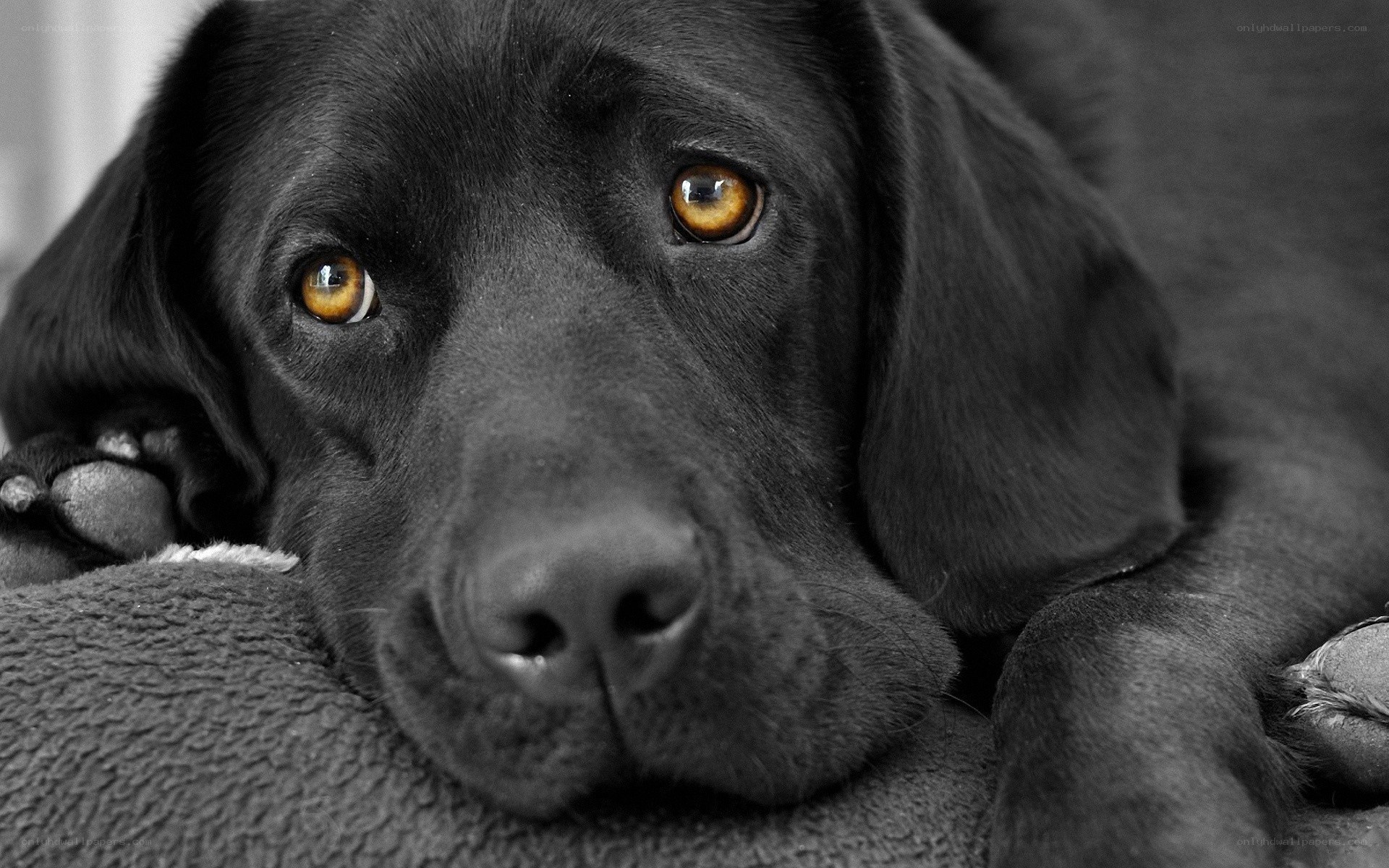 black lab with golden eyes