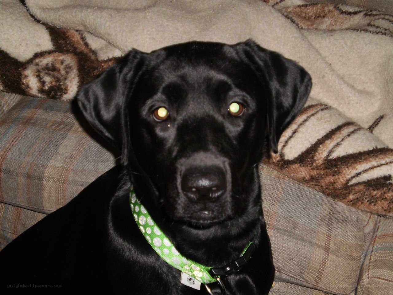 black lab with green collar