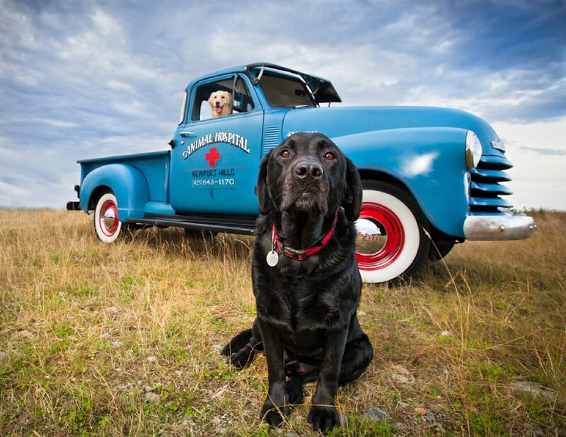 Black Labrador Dog — Blue