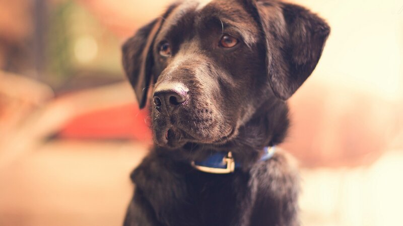Black Labrador Dog — Brown, Calm, Photograph