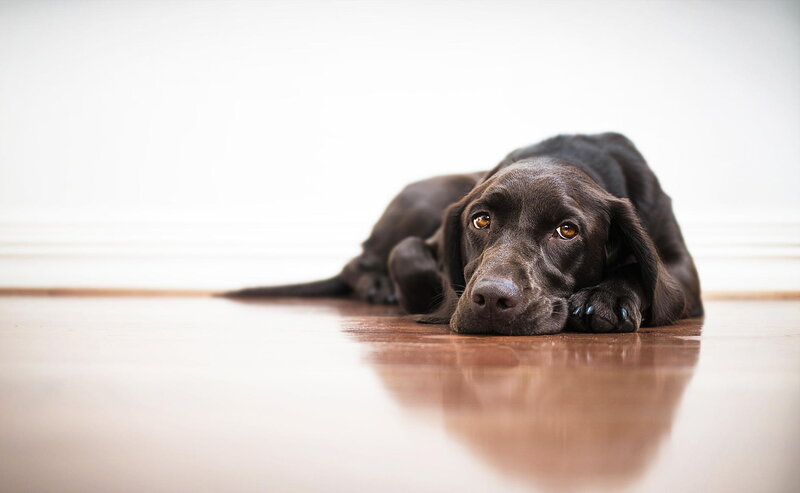 Black Labrador Dog — Brown, Calm