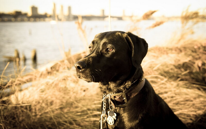 Black Labrador Dog — Brown, Serene