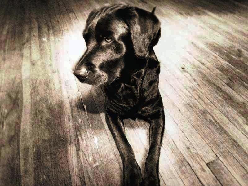 Black Labrador Dog — Brown