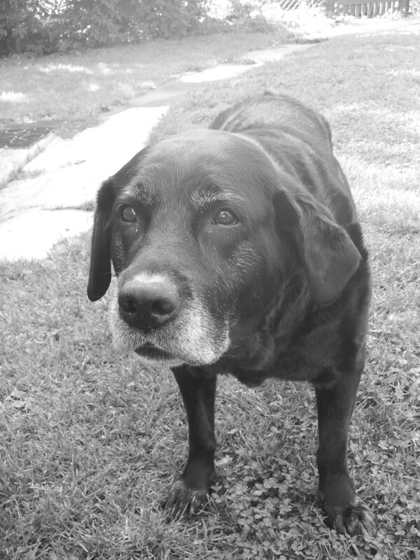 Black Labrador Dog — Calm, Afternoon, Photograph, Grass, Path