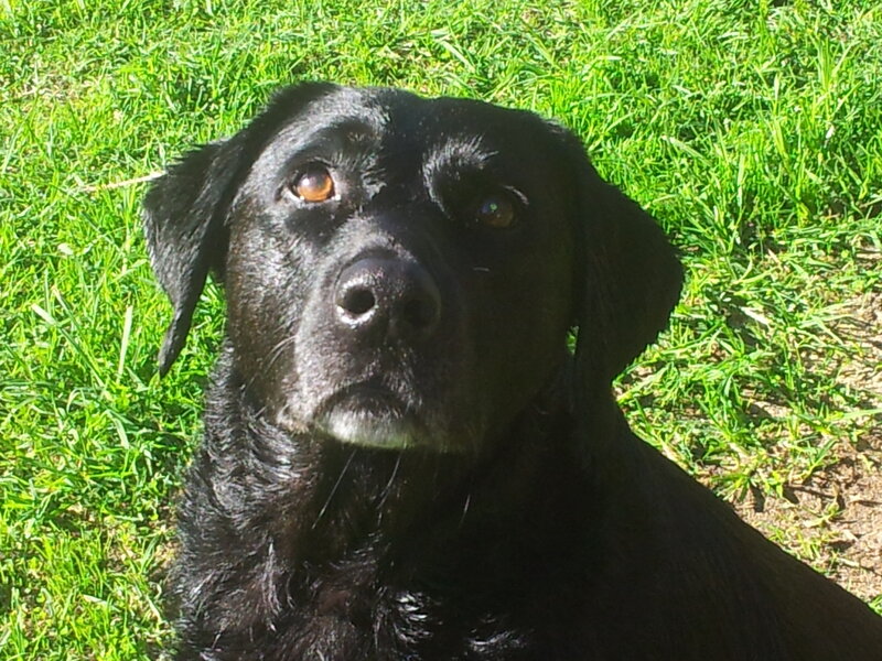 Black Labrador Dog — Calm, Afternoon, Photograph, Grass