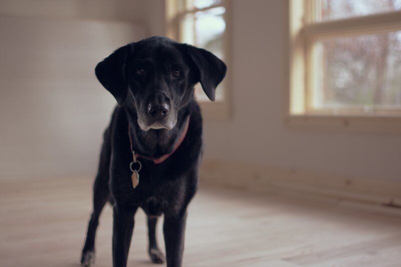 Black Labrador Dog — Calm, Afternoon, Photograph, Window