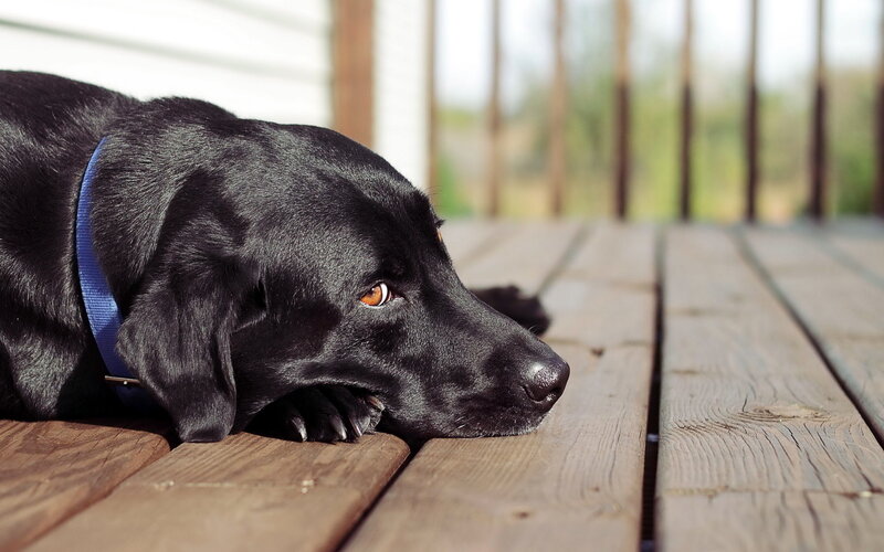 Black Labrador Dog — Calm, Afternoon, Photograph, Wooden Deck