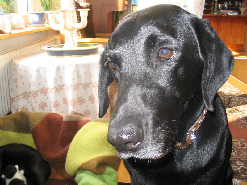 Black Labrador Dog — Calm, Afternoon